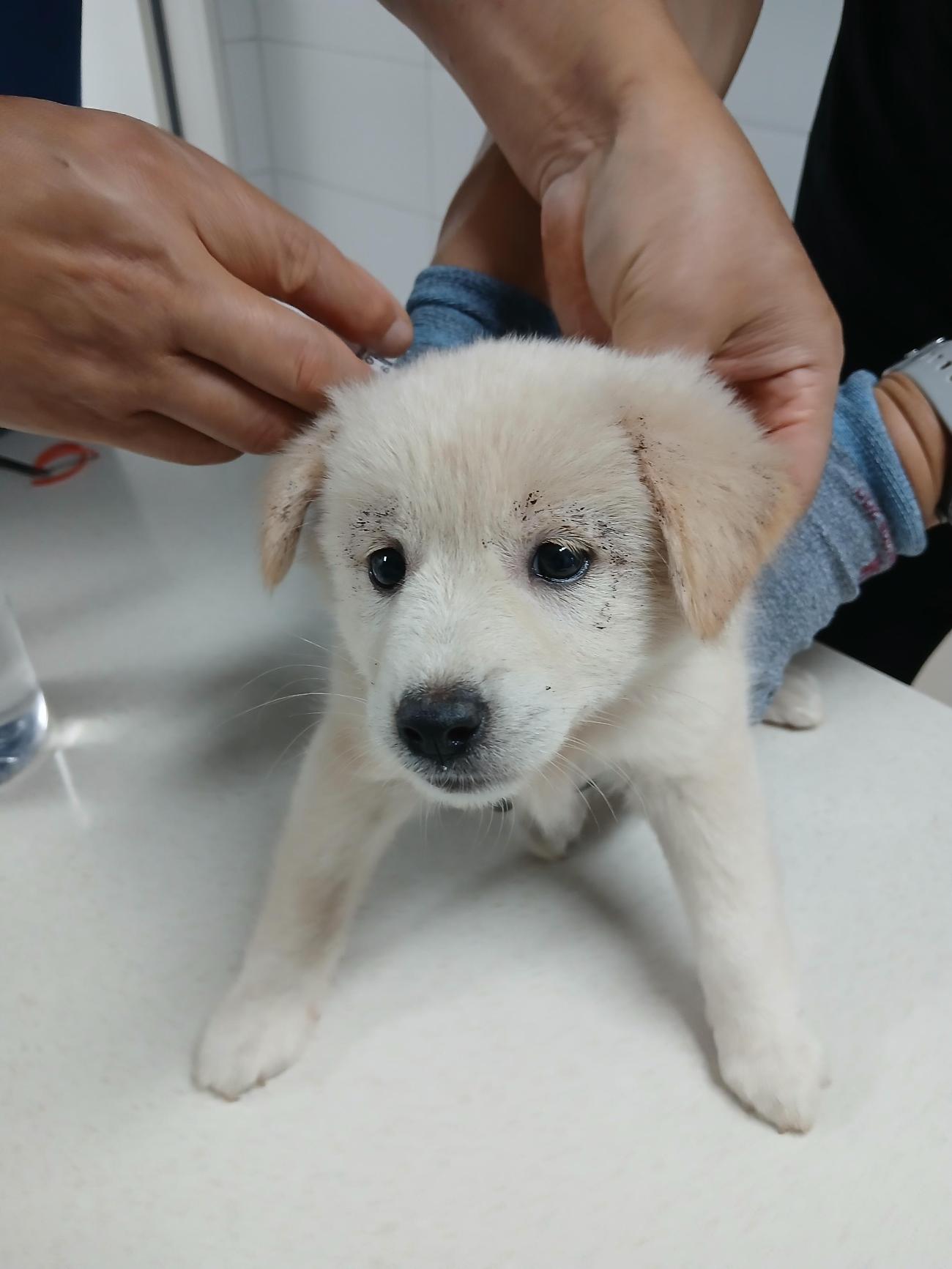 보호중 믹스견의 가…